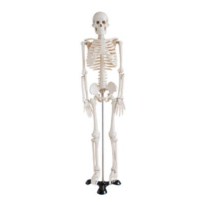 China Good Quality Half PVC 85cm Size Teaching Model Small Skeleton Model Human Bone Skeleton Model for sale