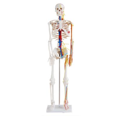 China Medical Large Training School Plastic Skeleton Model 85cm Human Skeleton Model Nerves And Blood Vessels for sale