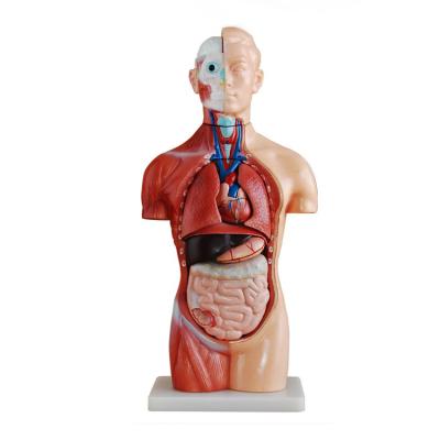 China Factory direct high quality 42cm 18 parts asexual torso teaching model for demonstration for sale