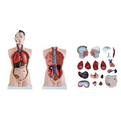 China PVC Human Anatomical Human Anatomy Model 85CM Education Torso Male Torso Model 19 Parts for sale