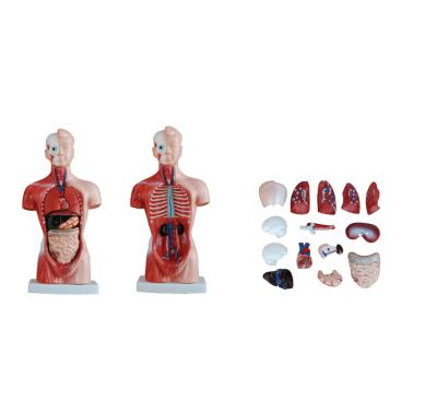 China Human Model Good Quality 26cm Teaching Torso Model With 15 Parts Medical Human Anatomical Model for sale