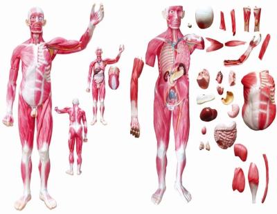 China Durable 170cm Human Muscle Anatomy Model, Human Body Life Size Anatomical Muscle Model With Internal Organs for sale