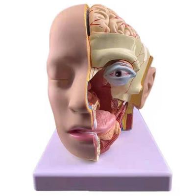 China Durable Human Head Anatomy Model, Brain Anatomical Model, Medical Head Anatomical Model For Medical School for sale