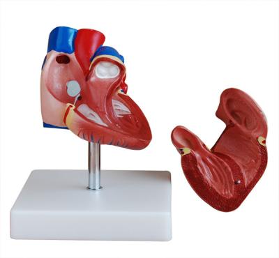 China Durable Detachable Heart Anatomical Model, Realistic Human Heart Anatomical Model for Medical School for sale