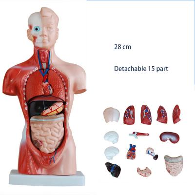 China Mini Torso Medical Human Anatomical Organ Model School Hospital Teaching 28cm Anatomical Model for sale