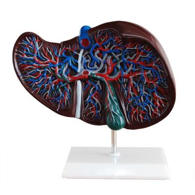 China Durable Human Spleen Medical Anatomical Liver Model Teaching Model For Hospital for sale