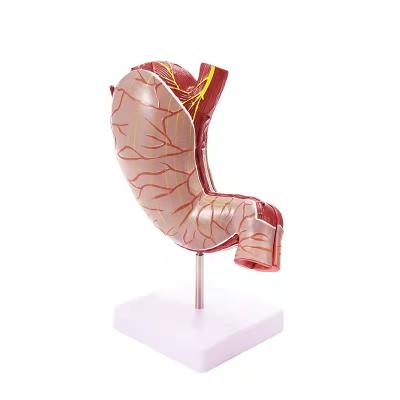 China Durable 2 Parts For Hospital Human Anatomical Model For Medical Science Human Stomach Model for sale