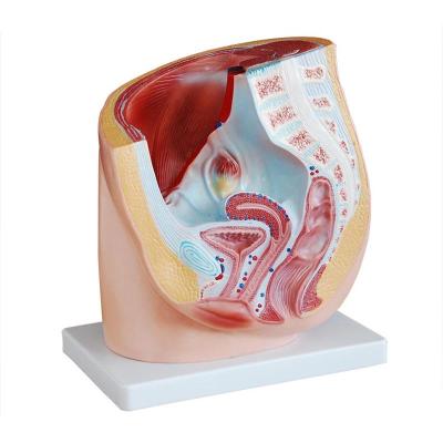 China Teaching Model Real Pelvic Cavity Female Medical Science Anatomy Human Sagittal Model Life Size Anatomy Model For Teaching for sale