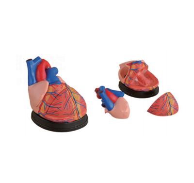 China Education New Style Jumbo Heart Model 4times 3parts Heart Model Medical Plastics Human Heart Model for sale