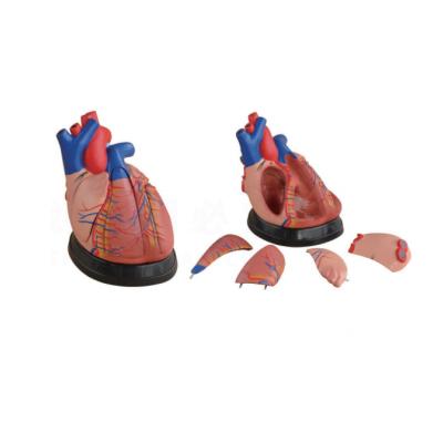 China Education Heart Model Human Heart Model 5 Parts Color Cardiology Cardiology Anatomy Teaching Medical Model for sale