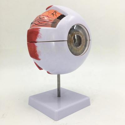 China High quality time human eye plastic anatomical model education eye anatomical models greater 3d 6 for sale