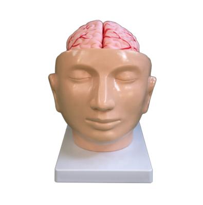 China Education brain with arteries on head model Medical brain model for student training human anatomical model for sale