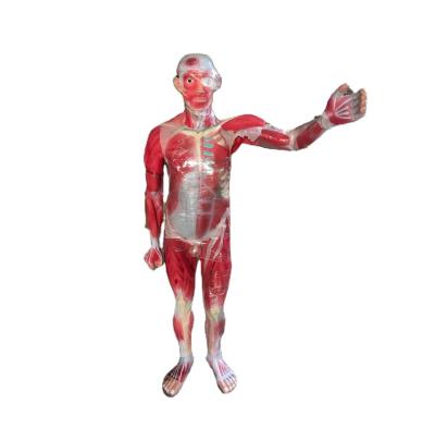 China Education Full Body Human Organ Teaching Model, Human Body Muscle Dissection Anatomy Model With Internal Organs for sale