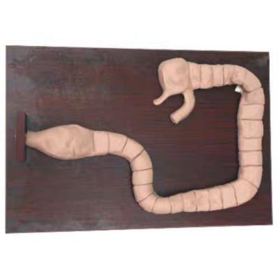 China Sigmoidoscopy Enduring Training Model, Colonoscopy Examination Pathological Assessment Model, Colonoscopy Training Model for sale