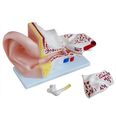 China Teaching Model 5 Times Enlargement Ear Model With 4 Parts Ear Model Human Ear Giant Anatomy Model for sale