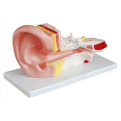 China Teaching Model 3 Times Enlargement Ear Model With 2 Parts Middle Ear Model Human Ear Anatomical Model for sale