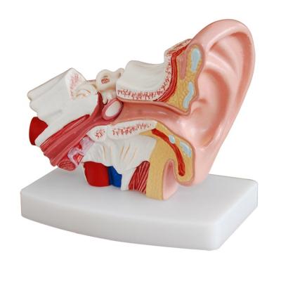 China Model Desktop Teaching Ear Model 1.5 Times Enlargement Ear Model For Demonstration for sale