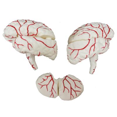 China Factory Teaching Price High Quality PVC Brain Model With Arteries Human Life Size Brain Anatomical Model For Demonstration for sale