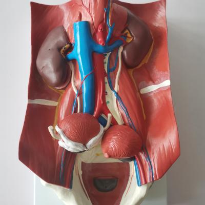 China Durable Human Urinary Tract Teaching Model, High Quality Urinary Tract Model, Genitourinary System Model for sale