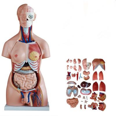 China Durable 85cm Bisexual Torso 40Parts Anatomical Model , Human Torso Anatomical And Internal Organs Model for sale