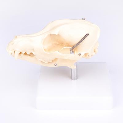 China Model Dog Skull Skeleton Teaching Anatomy Animal Anatomical Tool Medical Teaching Educational Equipment for sale