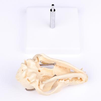 China High Quality Biology Dog Skull Model Animal Skull Demonstration Teaching Dog Bone Model for sale