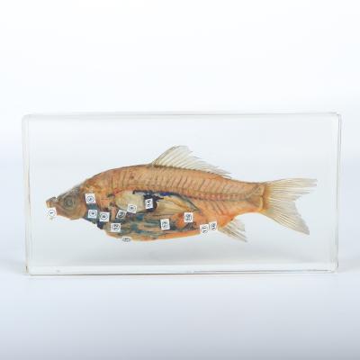 China Durable Animal Embedding Anatomical Specimen , Medical Fish Anatomy Teaching Specimen for sale