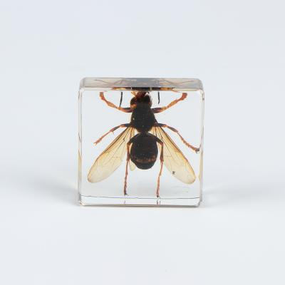 China Durable Resin Embedded Insect And Plant Specimens , Acrylic Embedded Animal Specimens For School Teaching for sale