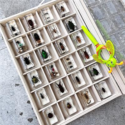 China Home Decoration Festival Celebration & Really Snake Bat Spider Biological Animal Specimen Insect Complex Resin Display Collectible for sale