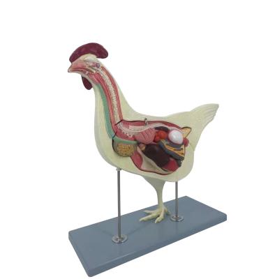 China Education Chicken Model Muscle Anatomical Animal Model for sale