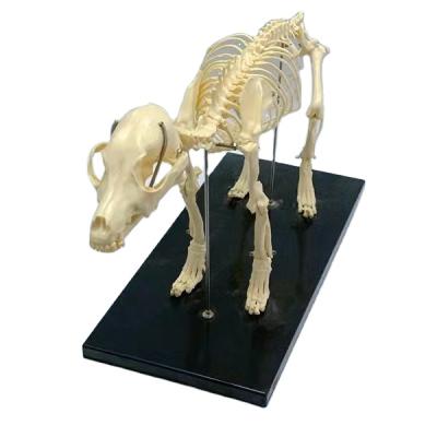 China Advanced Education Hot Sale PVC Animal Skeletons Dog Skeleton Model For Teaching for sale