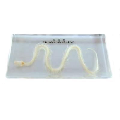 China Real Nature Education Animal Bone Resin Teaching Aids Snake Educational Model Skeletal Specimen For School for sale