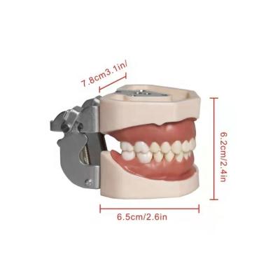 China Education Teeth Model Teeth Training Model Dental Plastic Dental Model for sale