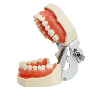 China Durable Adult Size Dental Training Model, Stomatology Teaching Model, Detachable Dental Teaching Model for sale