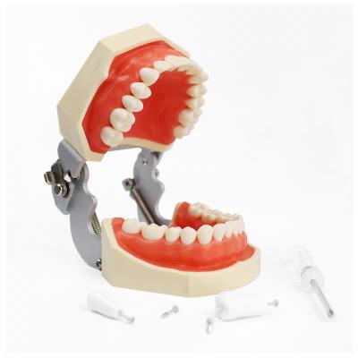 China Durable High Quality Detachable Dental Medical Training Model 28 Teeth Care Oral Cavity Model for sale