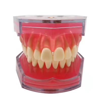 China Durable Human Teeth Model Dental Medical Training Model Oral Care Training Simulator for sale