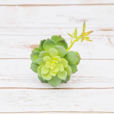 China 2022 Artificial Succulents Amazon Succulent Plants Indoor Decor Real Unpotted Environmentally Friendly Indoor Decor Touch for sale