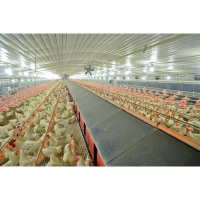 China Prefab Frame Part Steel Structure Poultry Farm Chicken House With Equipment for sale