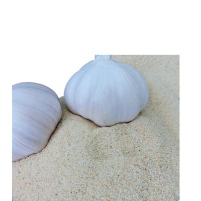 China China Dry Dehydrated Product Garlic Granule for sale