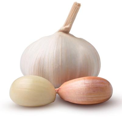 China Fresh cheap price normal white fresh garlic in box for sale