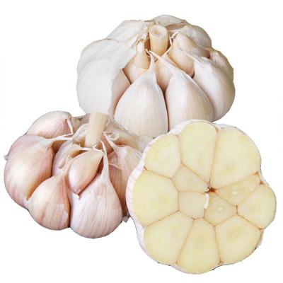 China New Cultured Fresh Most Lowest Price Chinese Pure White Garlic for sale