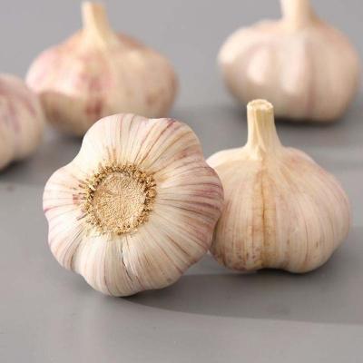 China China Cheapest Fresh Sunshine White Garlic for sale