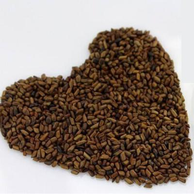 China Premium Quality Natural Dry Cassia Seed For Herbal Tea Juemingzi for sale