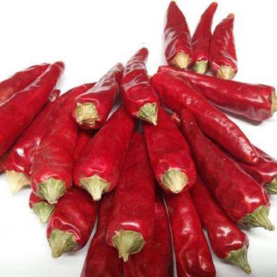 China China Exporters Manufacturers Dry Chilli Good Flavor Dried Chilli Pepper for sale