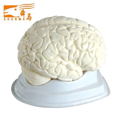 China Human Brain Anatomy Human Brain Model-Anatomical Model Enlarge J3307 Model 3 Parts for sale