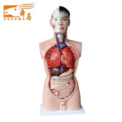 China Human model J3301 model 85CM torso anatomy 3d biological medical torso model for sale