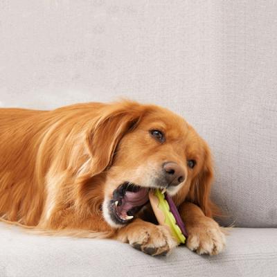 China Sustainable New Design Can Be Donut Custom Colorful Dog Chew Toy TPR Circle Toys Dog High Elasticity Dog Chew Toys for sale