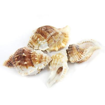 China China Wholesale Beach Decoration Natural Mixed Sea Shells for sale