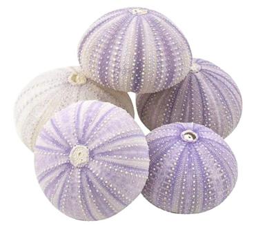 China Sea urchin from China | 5 Purple Shell Sea Urchin | 5 purple sea urchin shells for craft and decor for sale