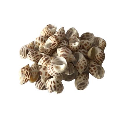 China Eco-Friendly Custom Made High Quality Durable Using Various Abalone Conch Sea Shell Supplier for sale